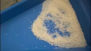 #çeltik işleme makinaları #controllength #kırıkkontrol #pirinçişleme #pirinçişleme #rice #ricemill