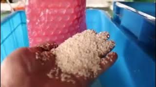 #sesame #colorsorter #susam #renkayırıcı #susamrenkayırıcı #sesamecolorsorter #paddymachine