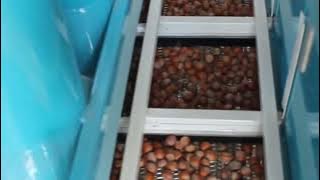 #hazelnut De-Stoner #fındık Taş Ayırıcı #destoner #fındıkişleme #fındıktesisi #hazelnuts